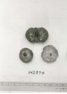 Click for 1 image(s) for this accession. FRUIT